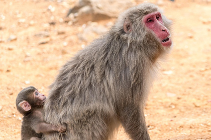 Arashiyama Monkey Park