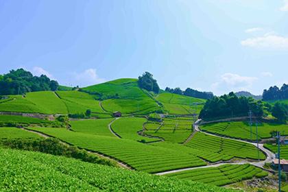 Japanese Tea in Wazuka