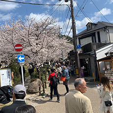 (1 day) Classic Kyoto city cycling route
