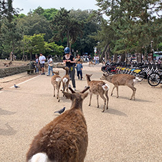 Deer in Nara