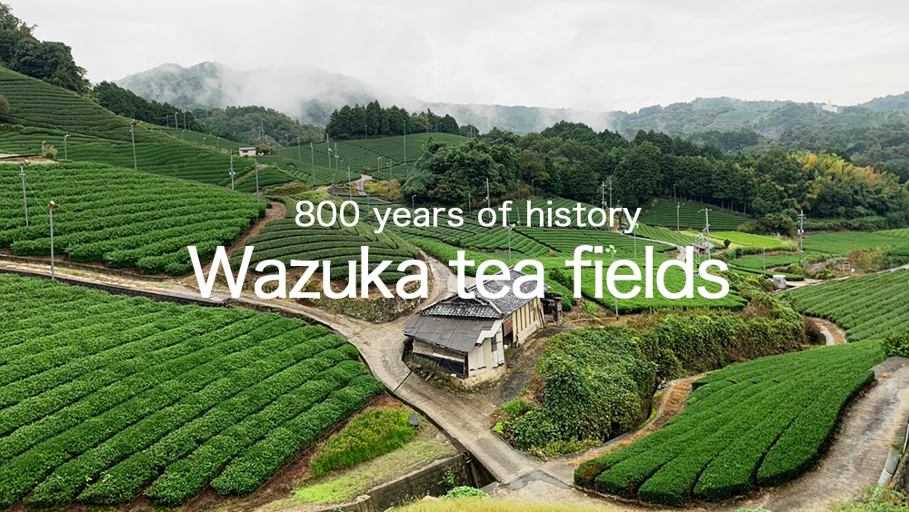 Wazuka tea fields